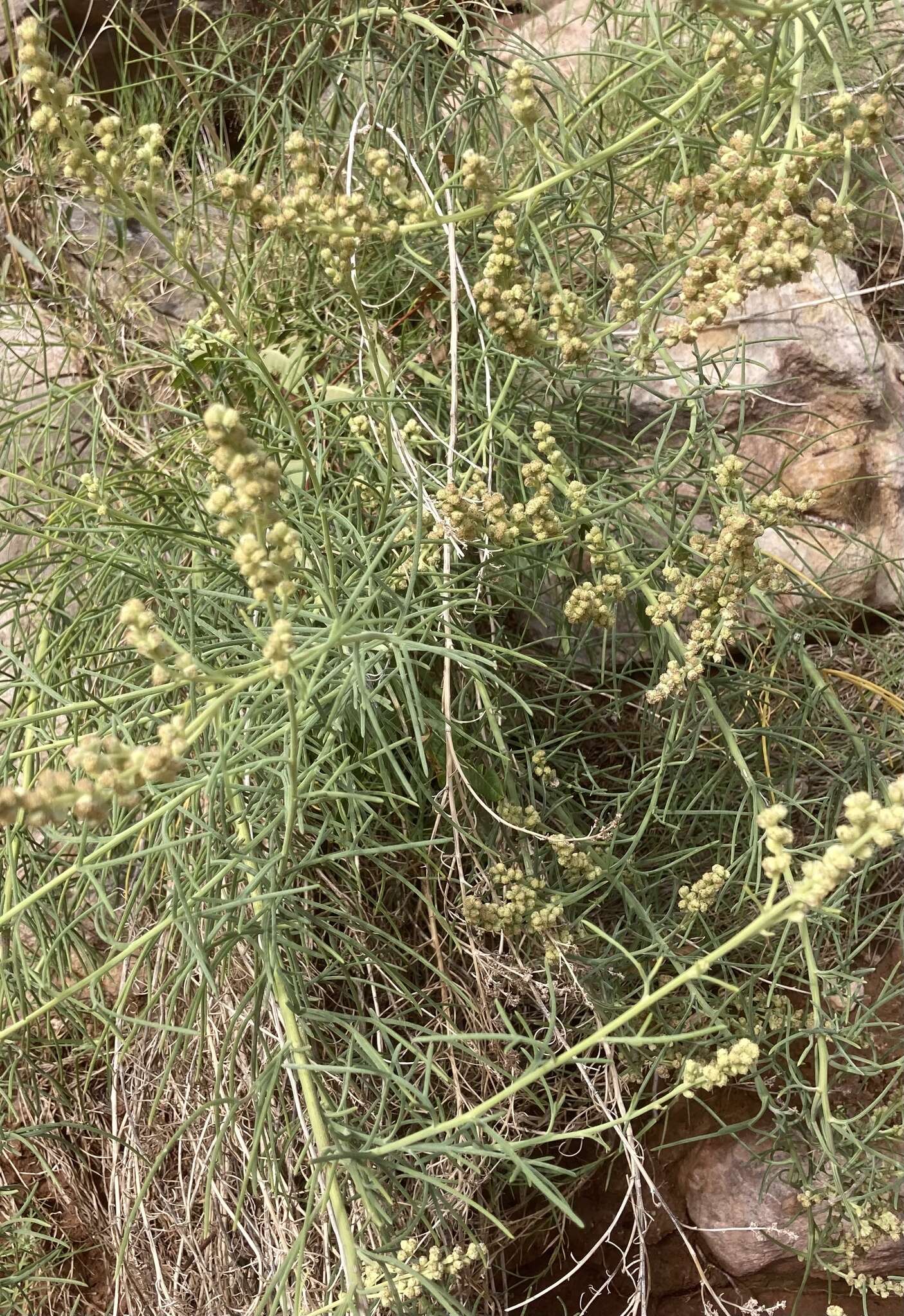 Image of Copperweed