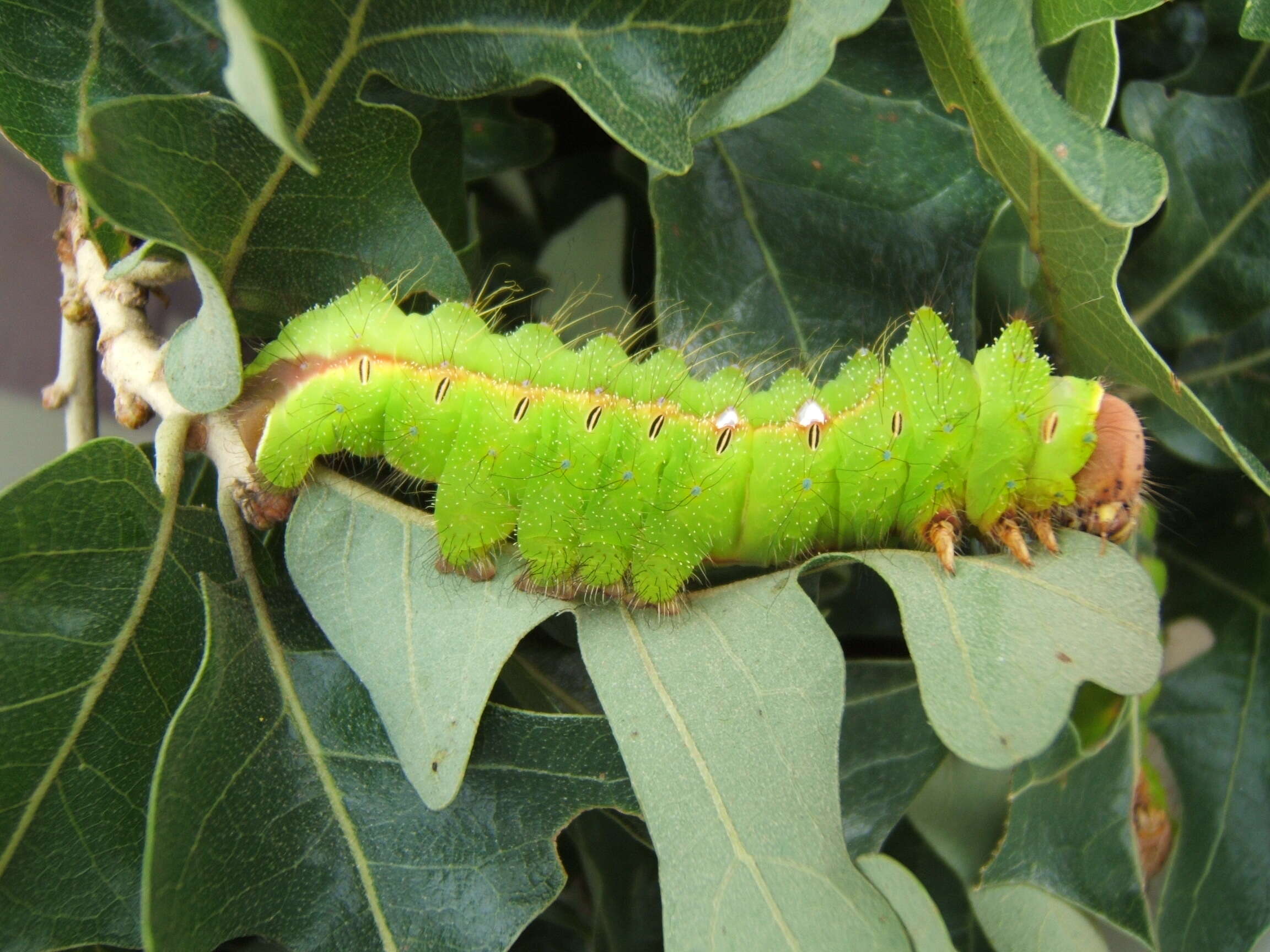 صورة Antheraea pernyi (Guérin-Méneville 1855)