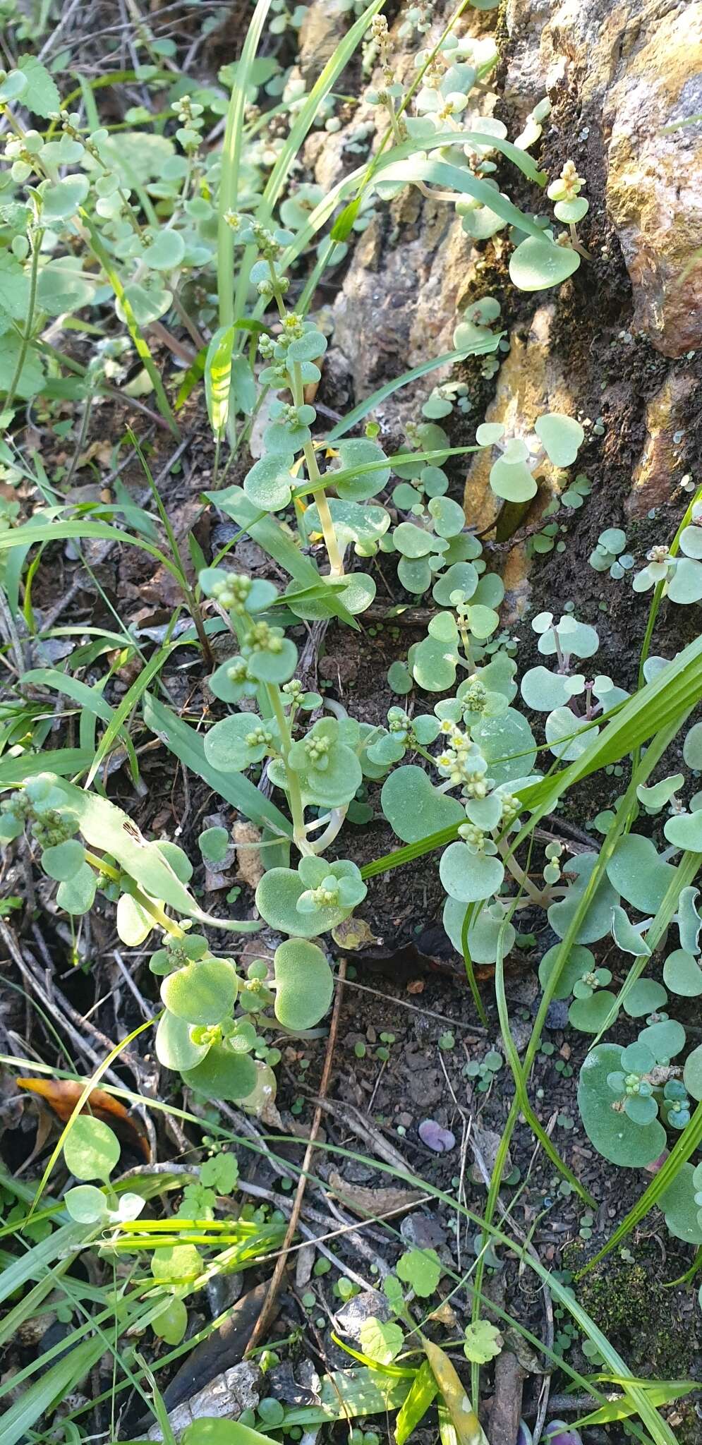 Image of Crassula nemorosa (Eckl. & Zeyh.) Endl. ex Walp.