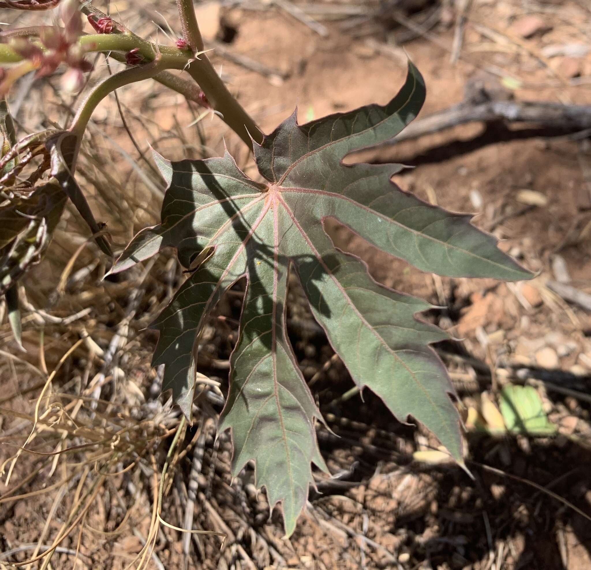 Слика од Jatropha macrorhiza Benth.