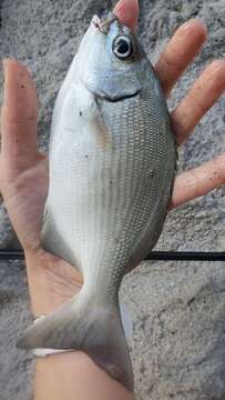 Image of Bermuda chub