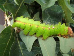 صورة Antheraea pernyi (Guérin-Méneville 1855)