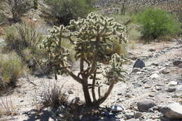 Image of Cylindropuntia alcahes var. alcahes