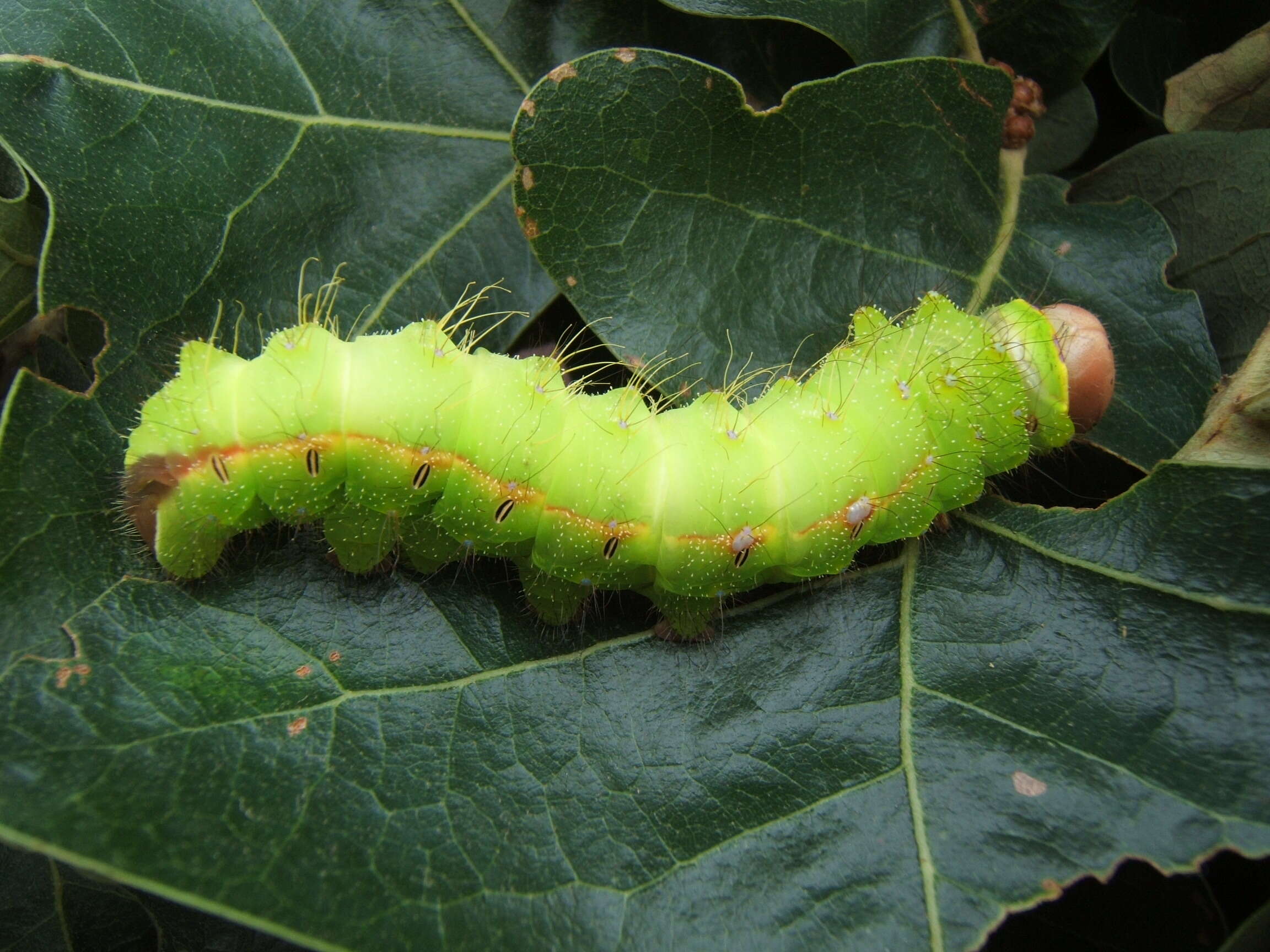 صورة Antheraea pernyi (Guérin-Méneville 1855)