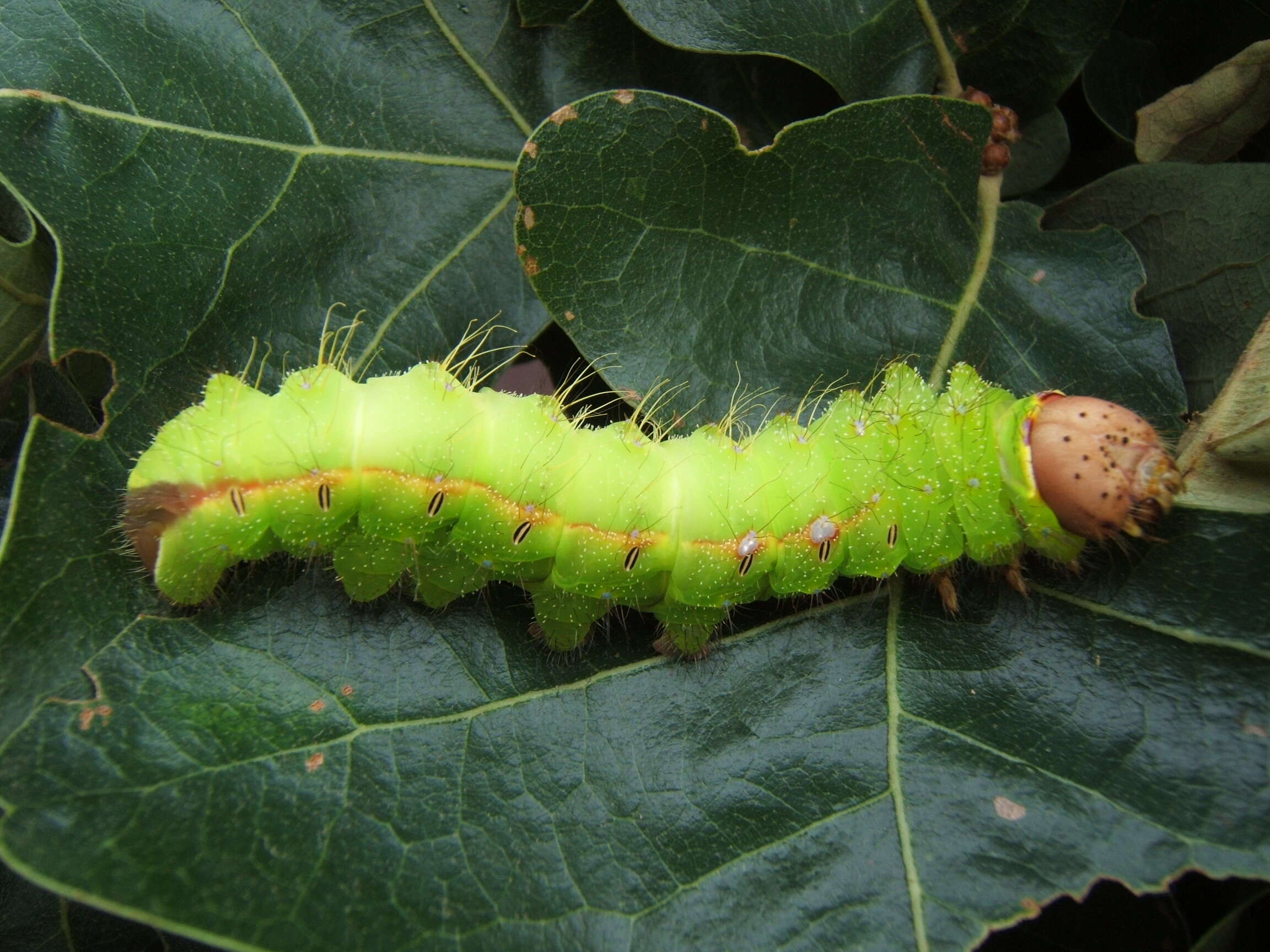 صورة Antheraea pernyi (Guérin-Méneville 1855)