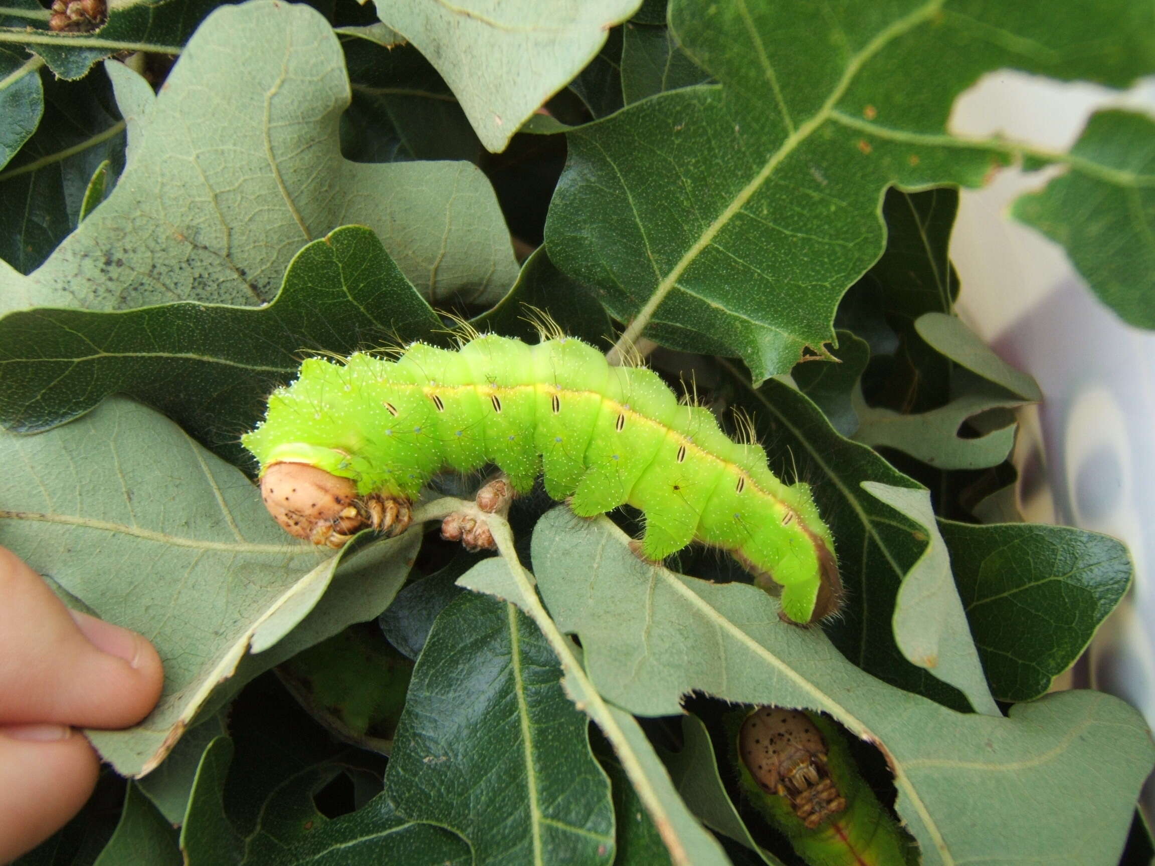 صورة Antheraea pernyi (Guérin-Méneville 1855)