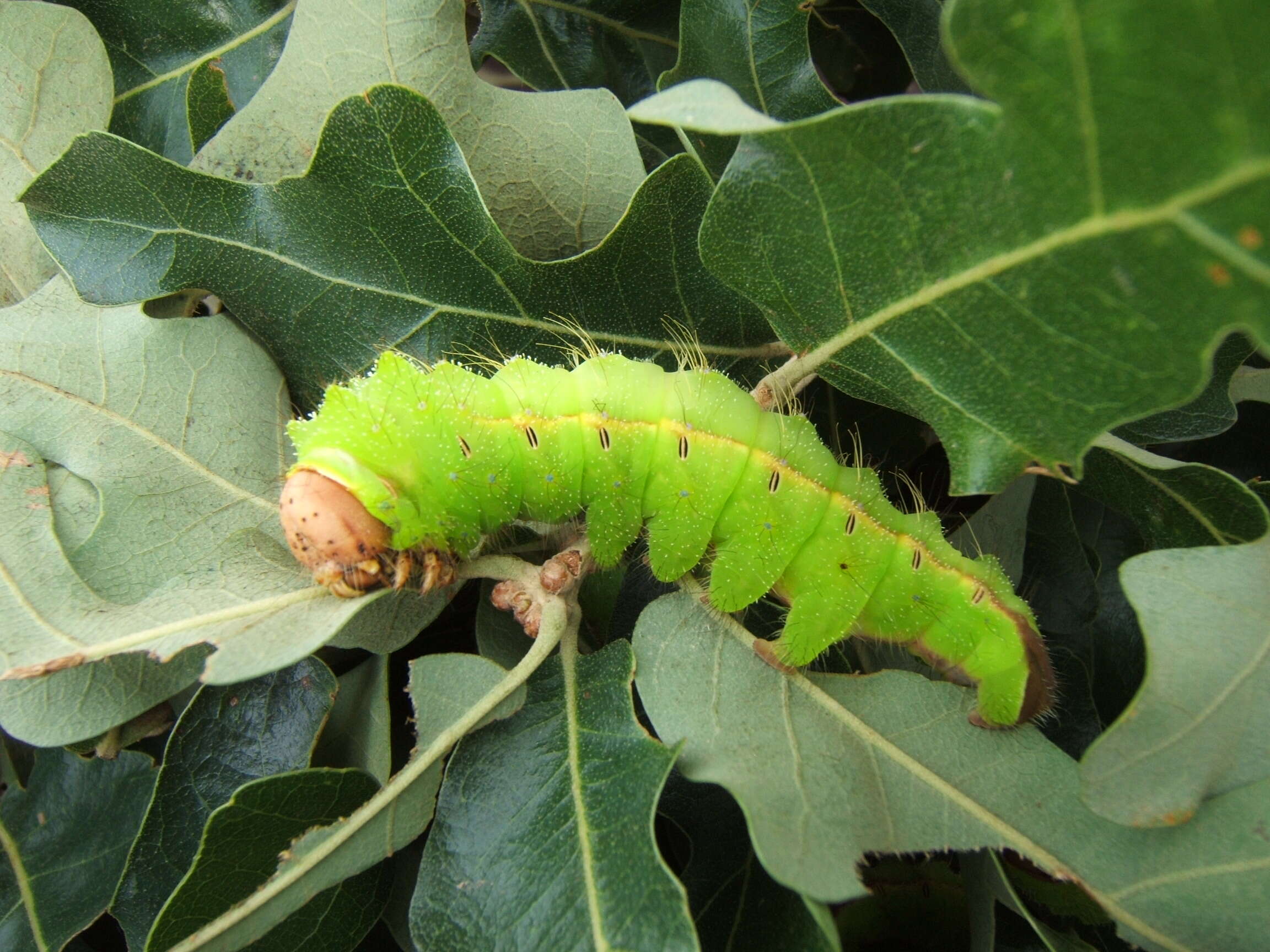 صورة Antheraea pernyi (Guérin-Méneville 1855)