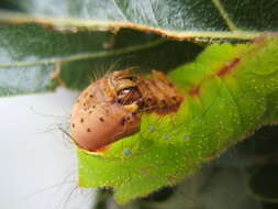 صورة Antheraea pernyi (Guérin-Méneville 1855)