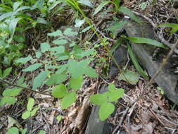 Imagem de Thalictrum tuberiferum Maxim.