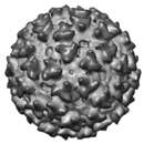 Image of Sindbis virus