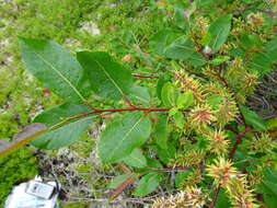 Image de Salix pyrifolia Anderss.