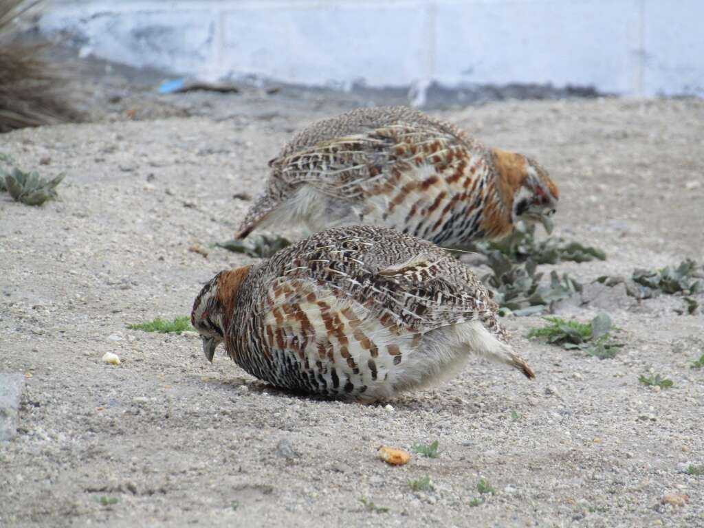 صورة Perdix hodgsoniae (Hodgson 1856)