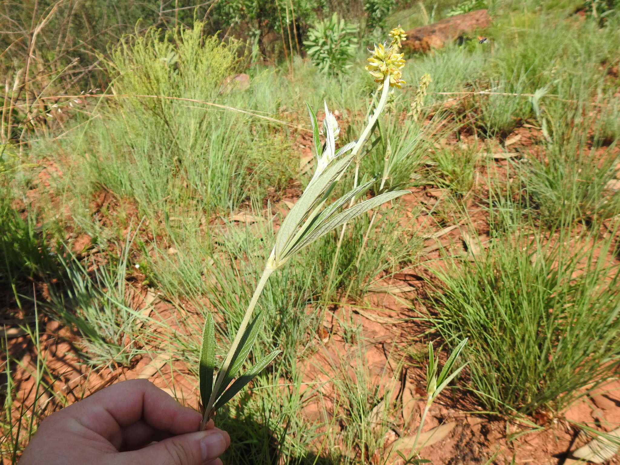 Image of Eriosema burkei Harv.