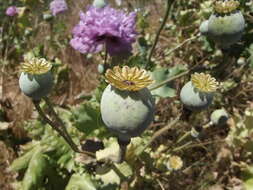 Image de Papaver somniferum subsp. somniferum