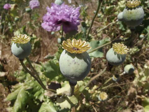 Image of Papaver somniferum subsp. somniferum