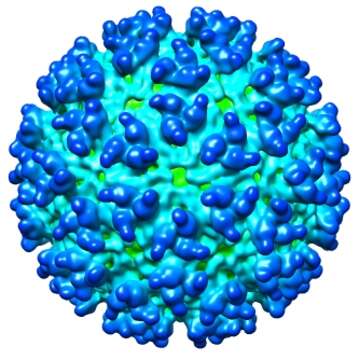 Sivun Western equine encephalitis virus kuva