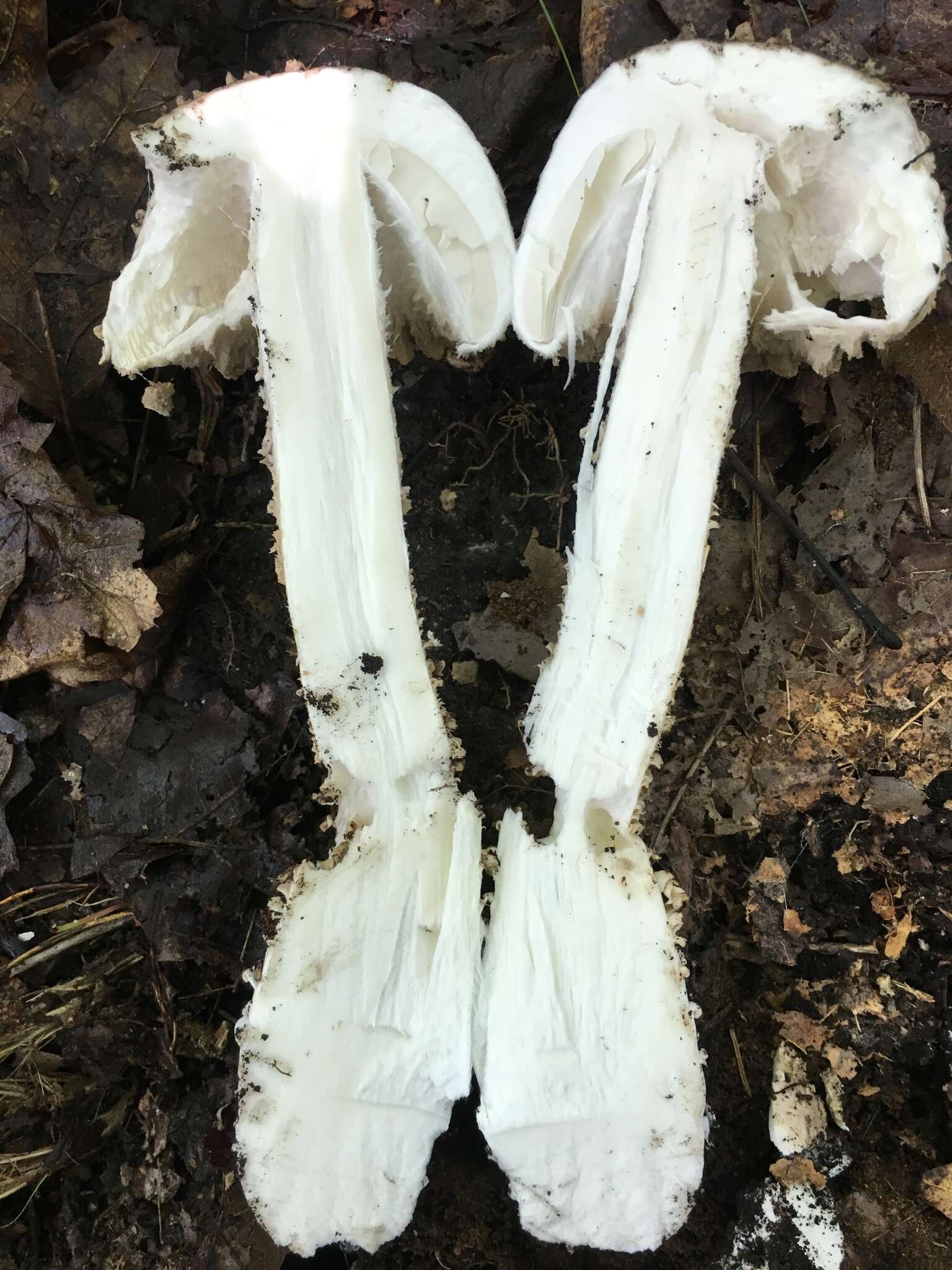 Image of Amanita atkinsoniana Coker 1917