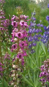 Image of elephanthead lousewort