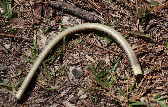 Ophisaurus attenuatus longicaudus Mcconkey 1952 resmi