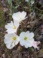 Imagem de Oenothera cespitosa Nutt.