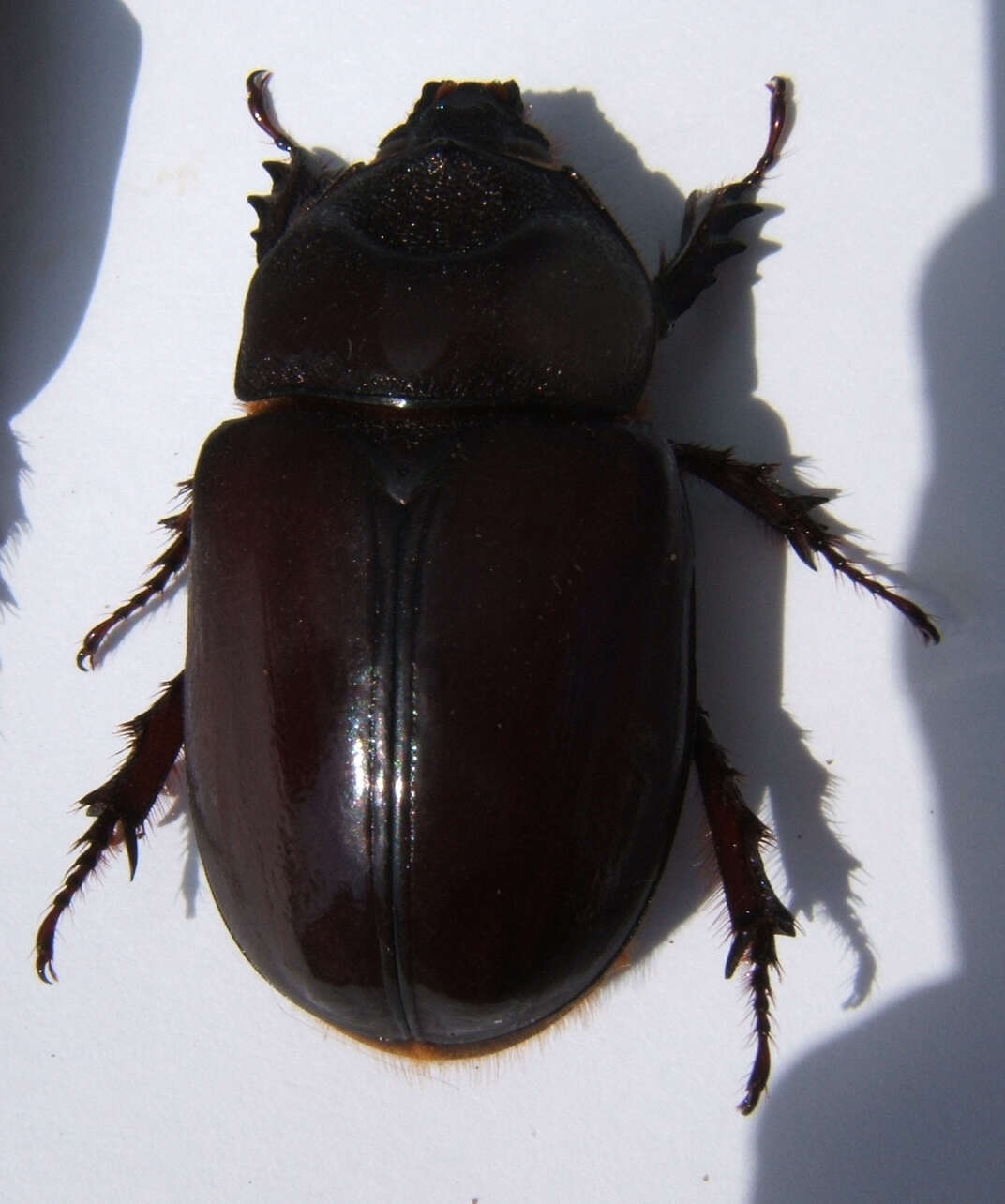 Image of Strategus aloeus (Linnaeus 1758)