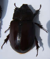 Image of Strategus aloeus (Linnaeus 1758)