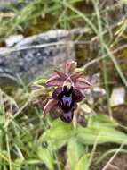 Image of Ophrys sphegodes subsp. spruneri (Nyman) E. Nelson