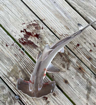 Image of Carolina hammerhead