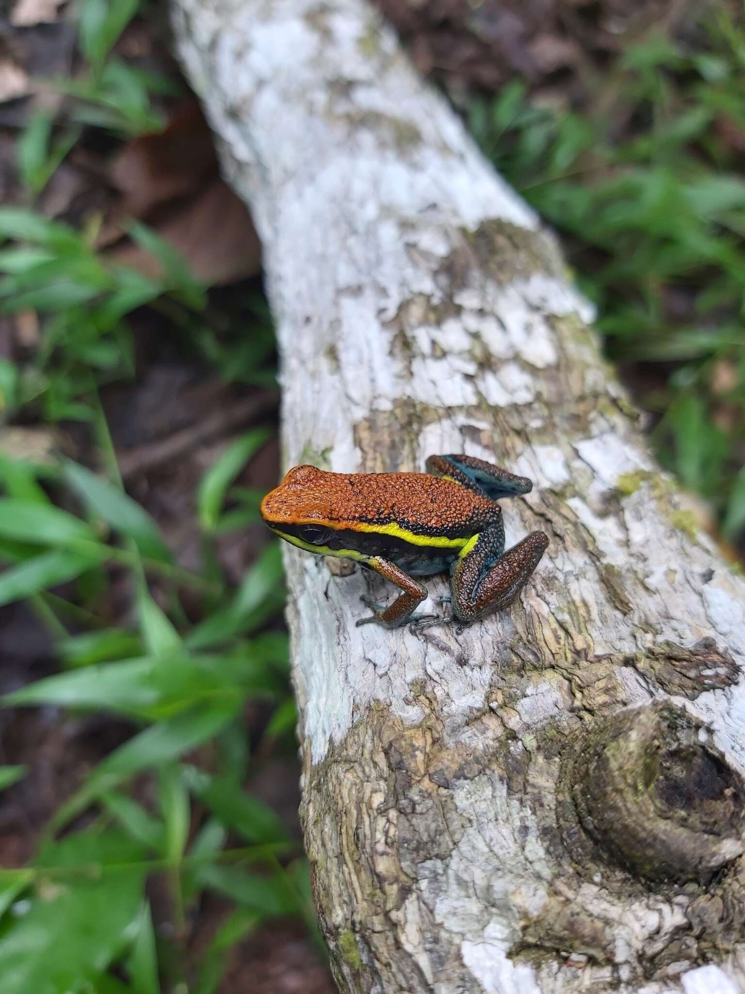 Image of Cainarachi Poison Frog