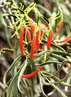 Image of harlequin mistletoe