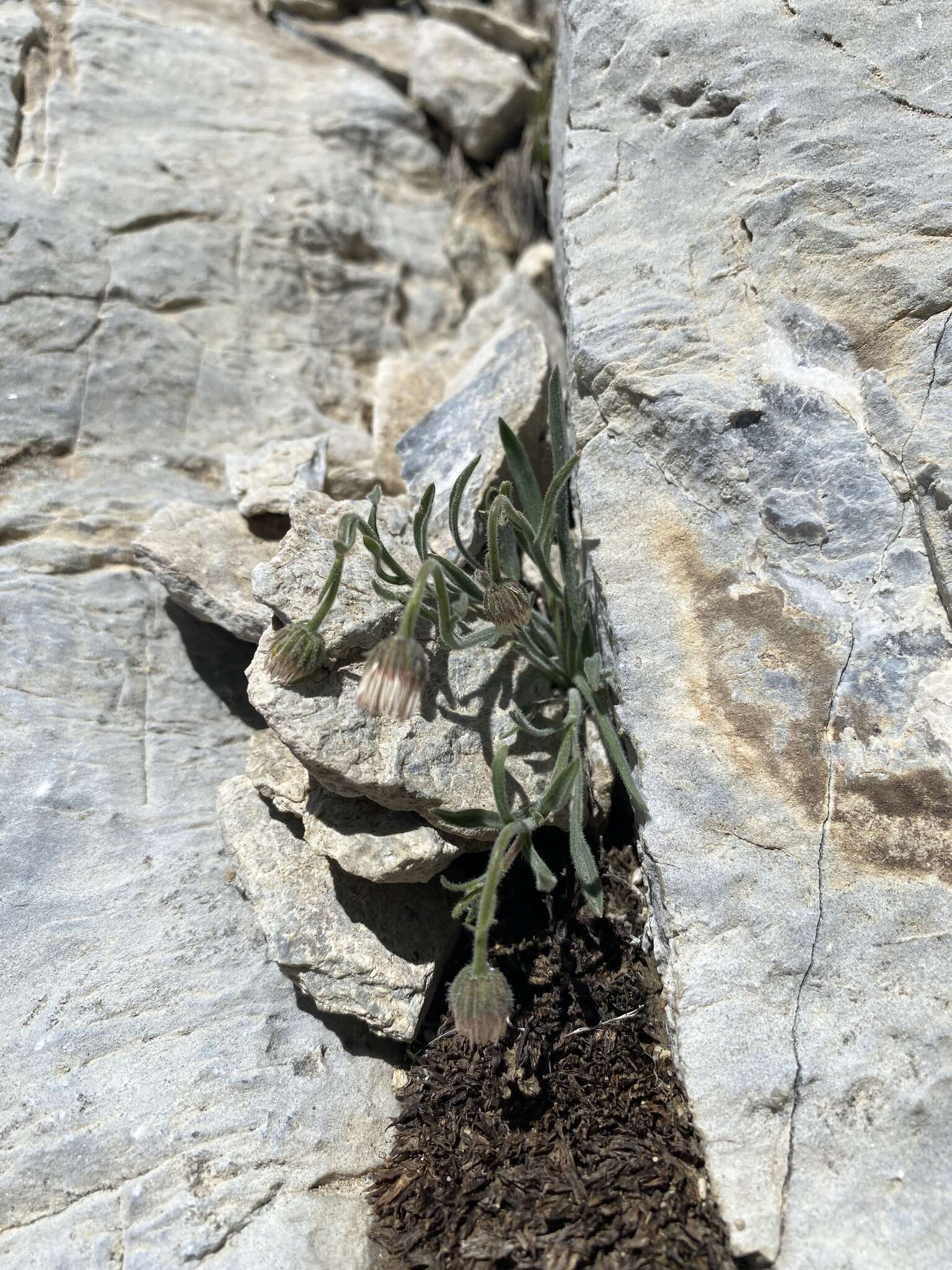 Слика од Erigeron clokeyi var. pinzliae G. L. Nesom