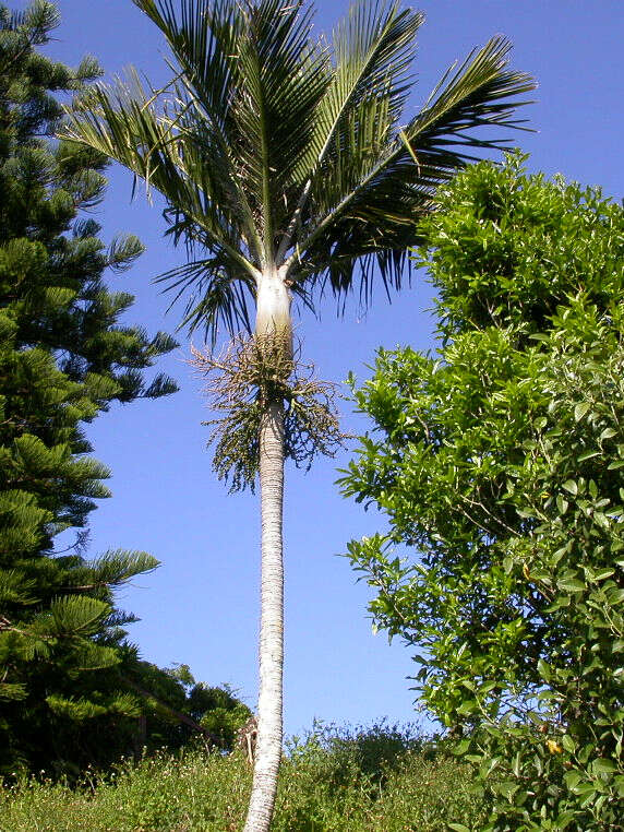 Image of Rhopalostylis baueri (Hook. fil.) H. Wendl. & Drude