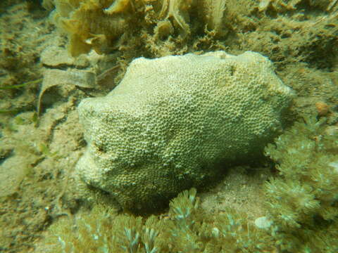 Cyphastrea serailia (Forskål 1775)的圖片