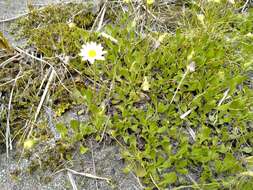 Image of Bog Mountain Daisy