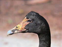 Image of magpie-goose