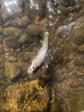 Image of Oncorhynchus clarkii utah (Suckley 1874)