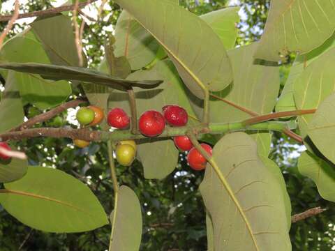 Ficus trichopoda Bak.的圖片