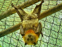 Image of Gray-headed Flying Fox