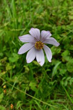 Image of Cosmos diversifolius Otto