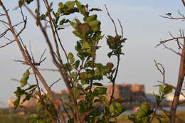 Image of Salix pyrolifolia Ledeb.