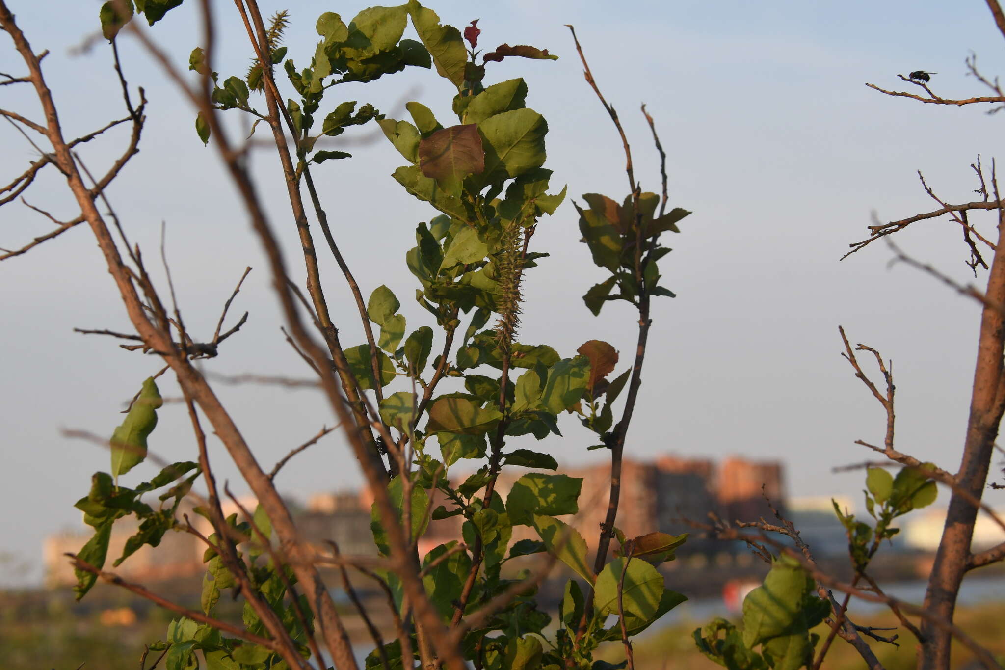 Image de Salix pyrolifolia Ledeb.