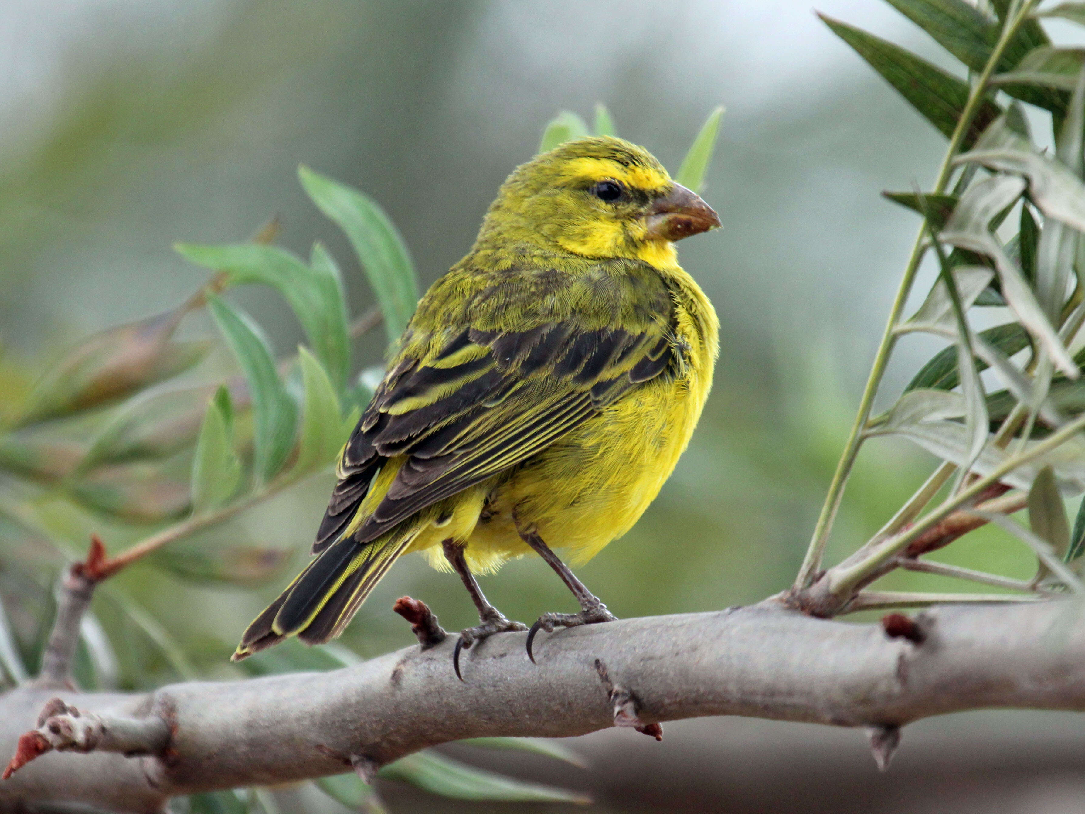 Image of Brimstone Canary