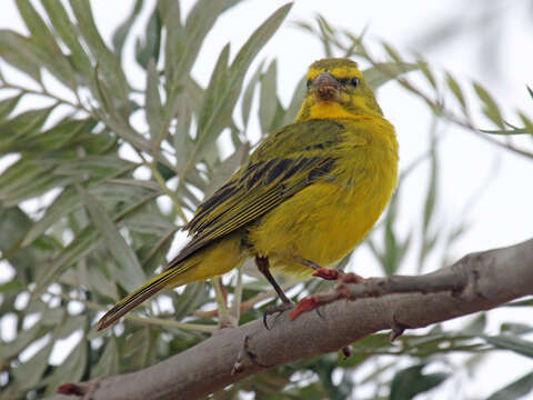 Imagem de Crithagra sulphurata (Linnaeus 1766)