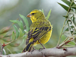 Image of Brimstone Canary