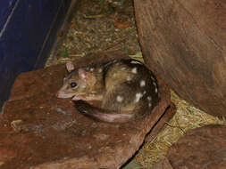 Image of Large Spotted Native Cat