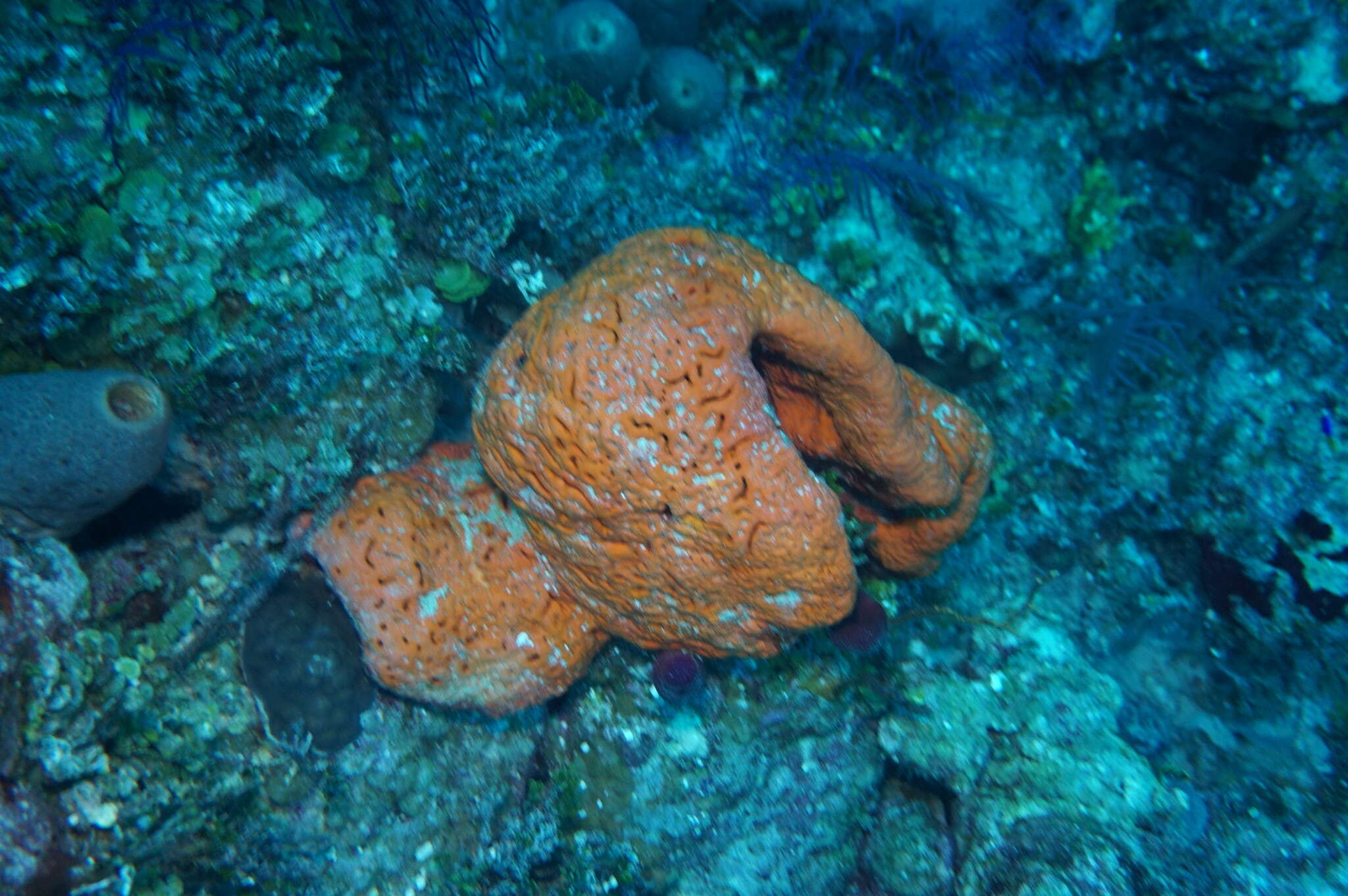 Image of orange elephant ear sponge