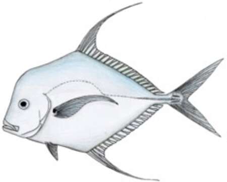 Image of African Threadfish