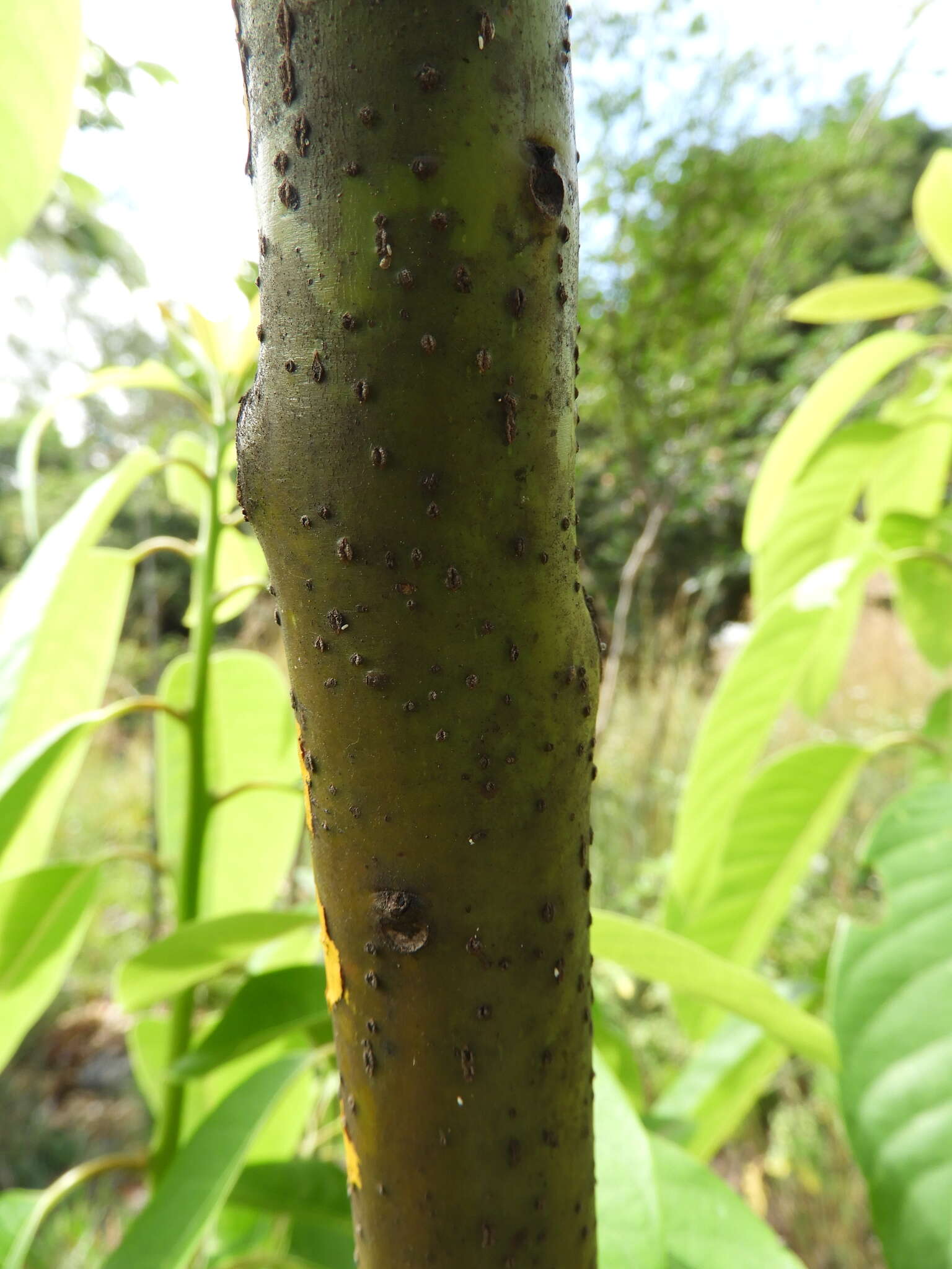 Image of Persea caerulea (Ruiz & Pav.) Mez