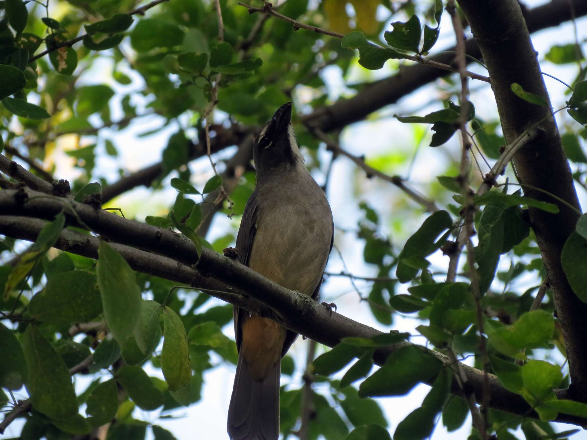 Image of Saltator olivascens plumbeus Bonaparte 1853