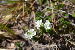 Image of Veronica hookeri (Buchanan) Garn.-Jones